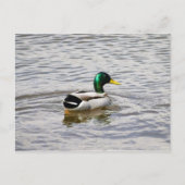 Mallard Drake Briefkaart (Voorkant)