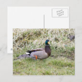 Mallard Drake Briefkaart (Voorkant / Achterkant)