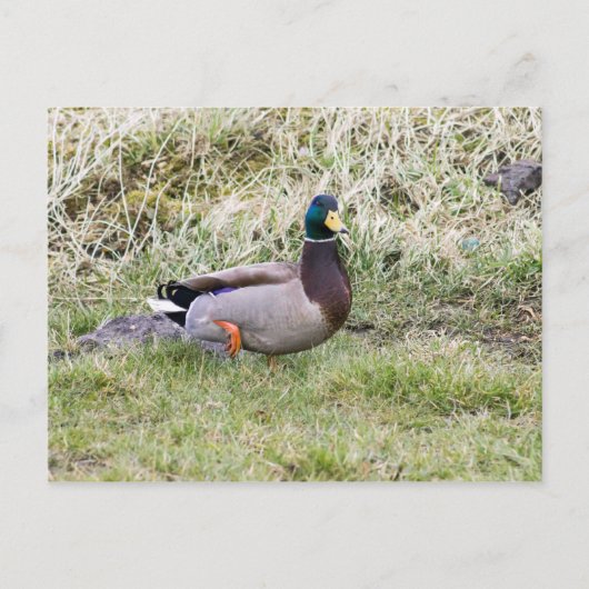 Mallard Drake Briefkaart (Voorkant)