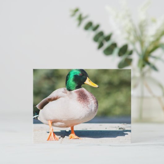 Mallard Drake Briefkaart (Staand voorkant)