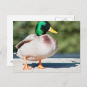Mallard Drake Briefkaart (Voorkant / Achterkant)
