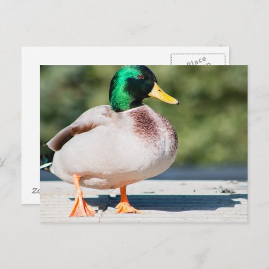 Mallard Drake Briefkaart (Voorkant / Achterkant)
