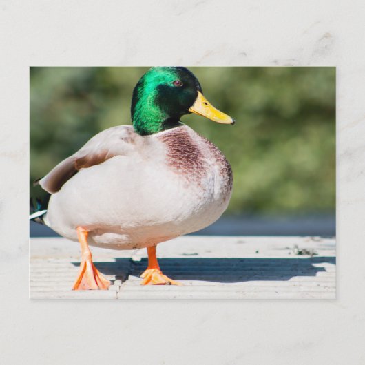Mallard Drake Briefkaart (Voorkant)