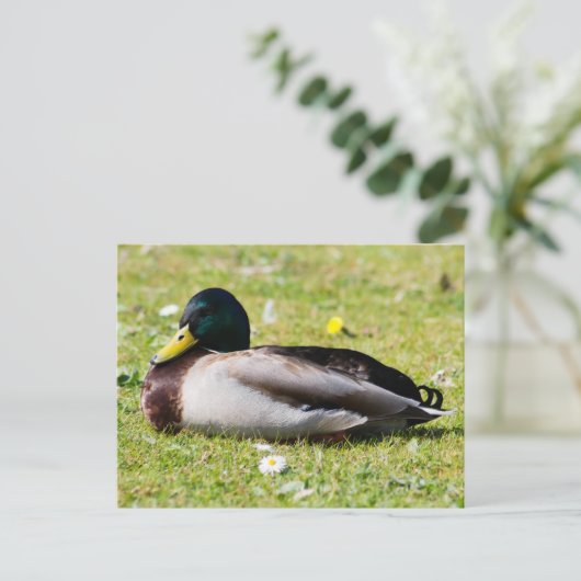Mallard Drake Briefkaart (Staand voorkant)
