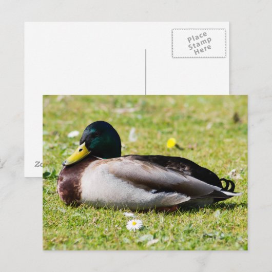 Mallard Drake Briefkaart (Voorkant / Achterkant)