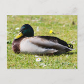 Mallard Drake Briefkaart (Voorkant)