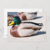 Mallard Drake Briefkaart (Voorkant / Achterkant)