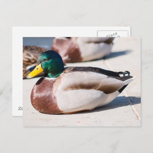 Mallard Drake Briefkaart (Voorkant / Achterkant)