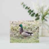 Mallard Drake Briefkaart (Staand voorkant)