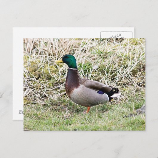 Mallard Drake Briefkaart (Voorkant / Achterkant)