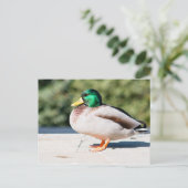 Mallard Drake Briefkaart (Staand voorkant)