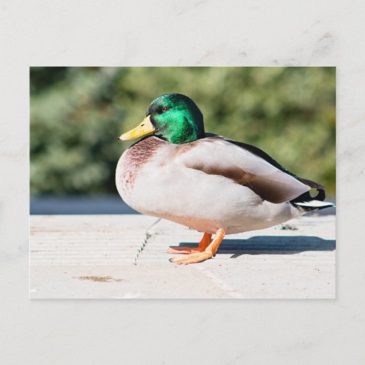 Mallard Drake Briefkaart (Voorkant)