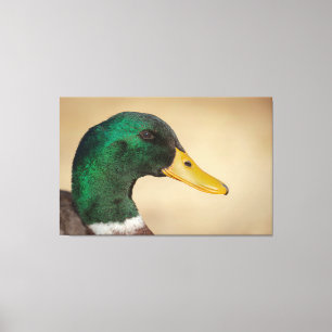 Mallard Drake Canvas Afdruk