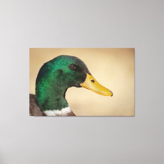 Mallard Drake Canvas Afdruk (Voorkant)