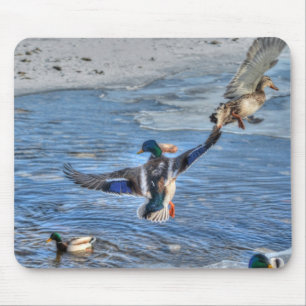 Mallard Drake & Duck Birdlover Wildlife Foto Muismat