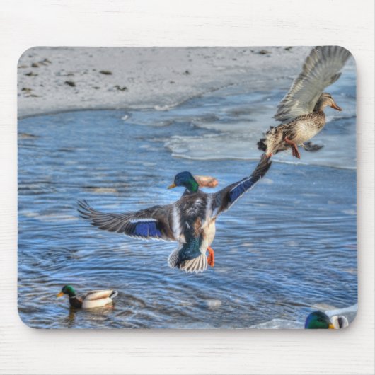 Mallard Drake & Duck Birdlover Wildlife Foto Muismat (Voorkant)