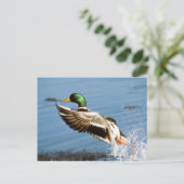 Mallard Drake Duck Briefkaart (Staand voorkant)