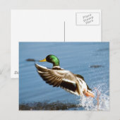 Mallard Drake Duck Briefkaart (Voorkant / Achterkant)