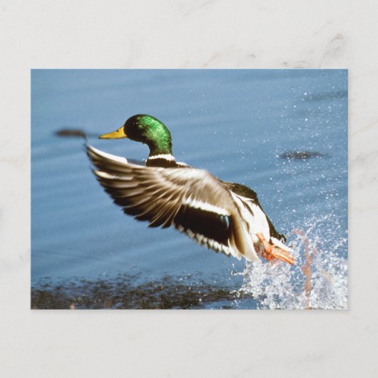 Mallard Drake Duck Briefkaart (Voorkant)