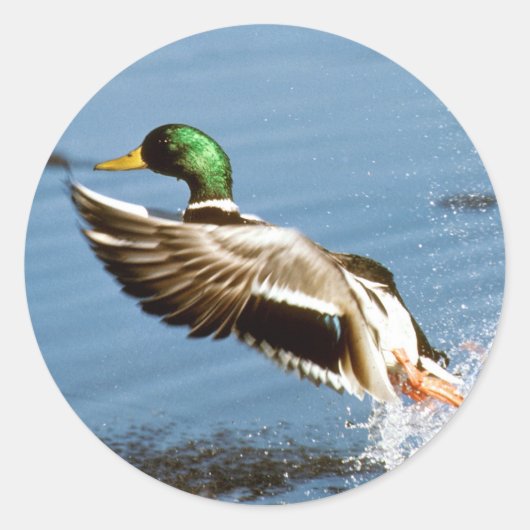 Mallard Drake Duck Ronde Sticker (Voorkant)