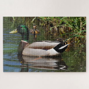 Mallard Drake Ducklings Foto Legpuzzel