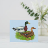 Mallard Drake en Duck Briefkaart (Staand voorkant)