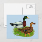Mallard Drake en Duck Briefkaart (Voorkant / Achterkant)