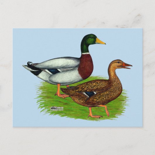 Mallard Drake en Duck Briefkaart (Voorkant)