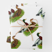 Mallard Drake en Duck Inpakpapier Vel (In situ)