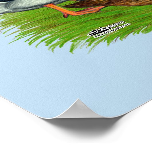 Mallard Drake en Duck Poster (Hoek)