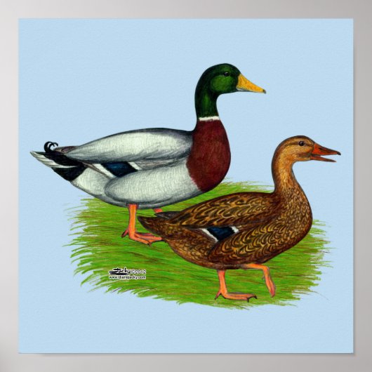 Mallard Drake en Duck Poster (Voorkant)