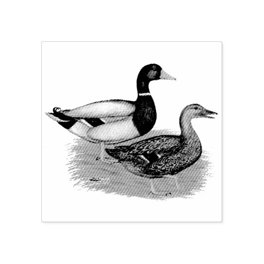 Mallard Drake en Duck Rubberstempel (Afrduk)