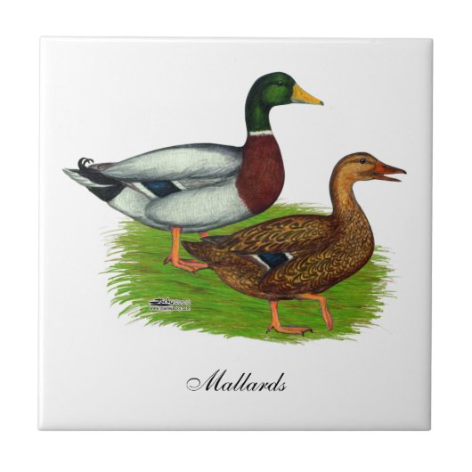Mallard Drake en Duck Tegeltje (Voorkant)