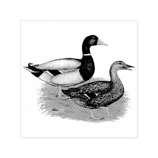 Mallard Drake en Duck Zelfinktende Stempel (Design)