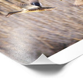 Mallard Drake en Hen Print Foto Afdruk (Hoek)