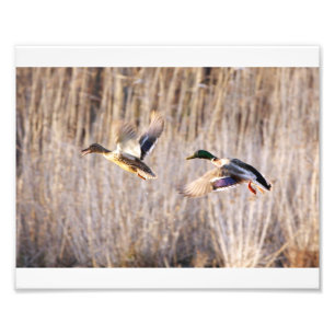 Mallard Drake en Hen Print Foto Afdruk