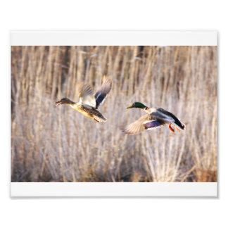 Mallard Drake en Hen Print Foto Afdruk