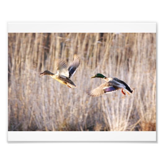 Mallard Drake en Hen Print Foto Afdruk (Voorkant)