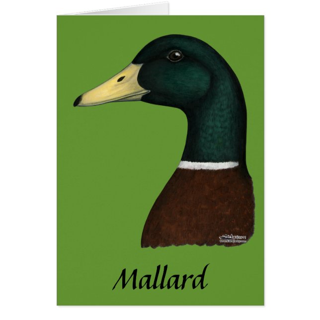 Mallard Drake Head (Voorkant)