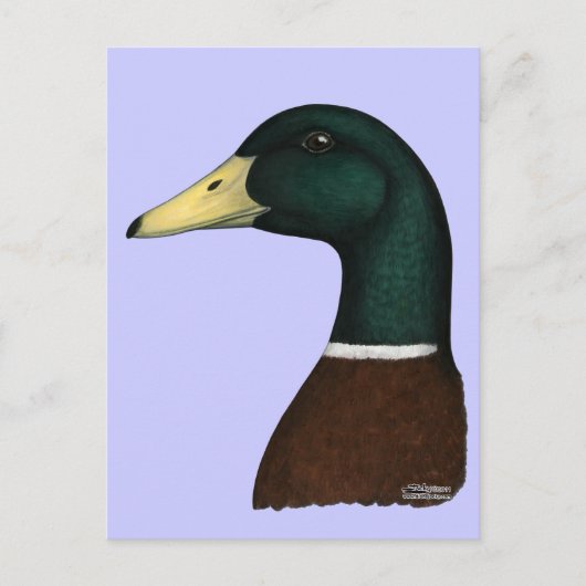 Mallard Drake Head Briefkaart (Voorkant)