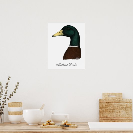 Mallard Drake Head Poster (Keuken)