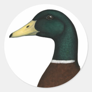 Mallard Drake Head Ronde Sticker