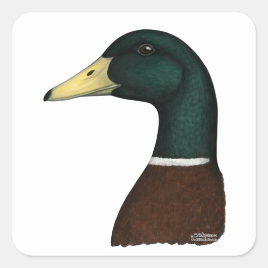 Mallard Drake Head Vierkante Sticker (Voorkant)