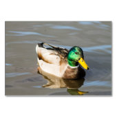 Mallard Drake Kaart (Voorkant)