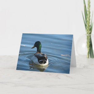 Mallard Drake Kaart