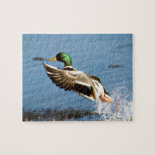 Mallard Drake Legpuzzel
