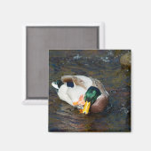 Mallard Drake Magneet (Voorkant / Achterkant)