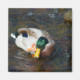 Mallard Drake Magneet