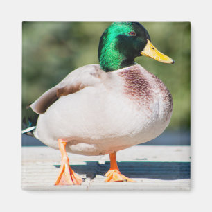 Mallard Drake Magneet