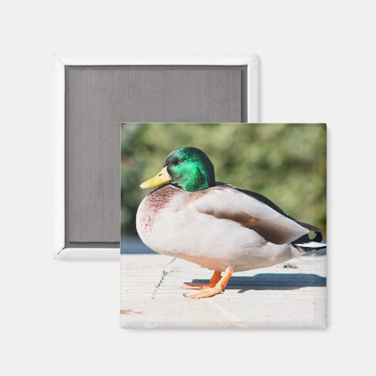 Mallard Drake Magneet (Voorkant / Achterkant)